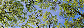 Picture: Looking up through an oak tree canopy on a spring day, Briones Regional Park, California